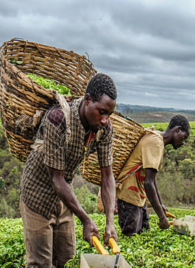 food security